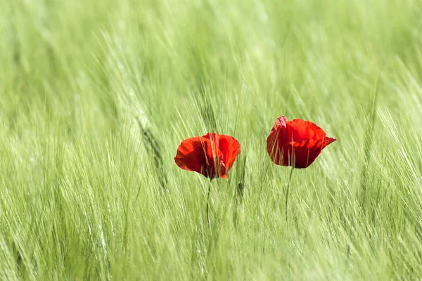 Red poppies — Stock Photo, Image