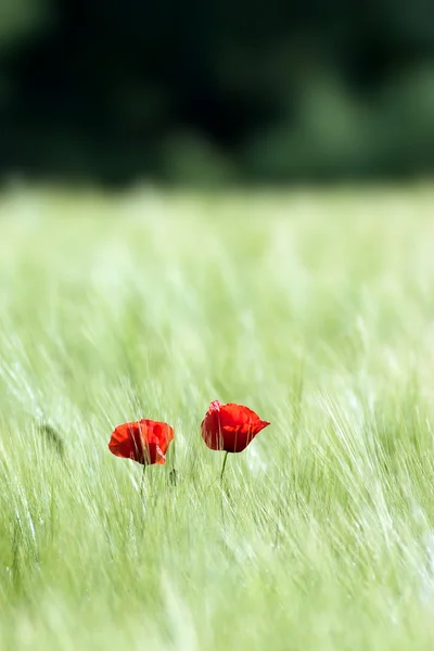 Red poppies — Stock Photo, Image