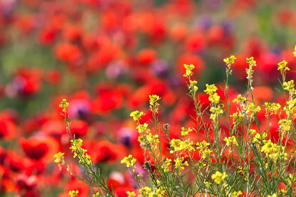 Poppies field — Stock Photo, Image