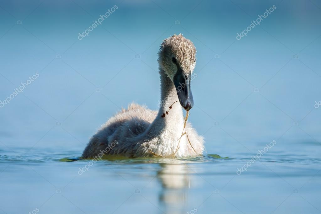 Bebe Cygne Dans Le Lac Bleu Image Libre De Droit Par Sindler1 C Bebe Cygne Dans Le Lac Bleu Image Libre De Droit Par Sindler1 C