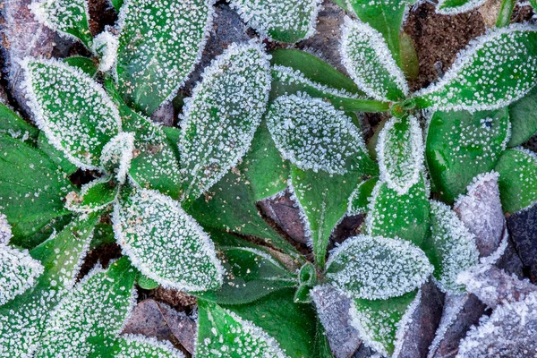 Bevroren bladeren. — Stockfoto