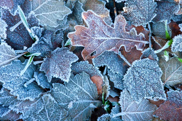Замороженные листья . — стоковое фото