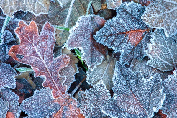 Frozen leaves. — Stock Photo, Image