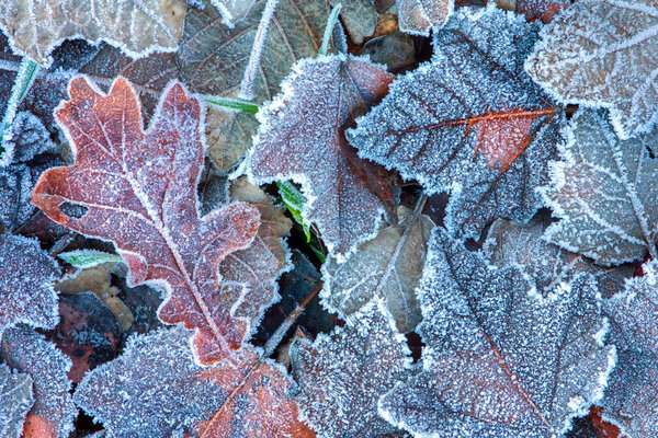 Frozen leaves.