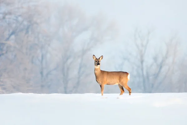 Deer in winter in a sunny day. — Stock Photo, Image