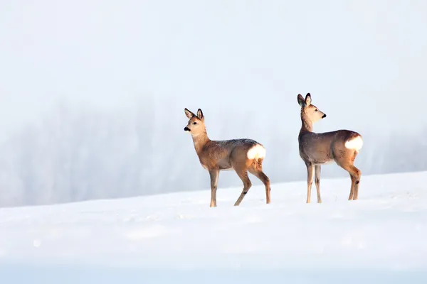 Roe deer group in winter in a sunny day. — Stock Photo, Image