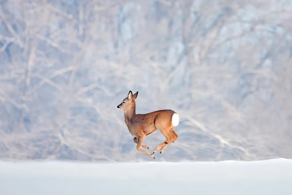 One deer running on snow over the forest background. — Stock Photo, Image