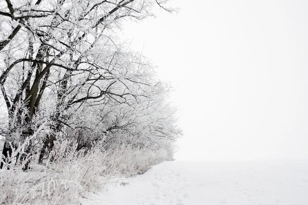 Winter landscape of frosted tree on a foggy morning. — Stock Photo, Image