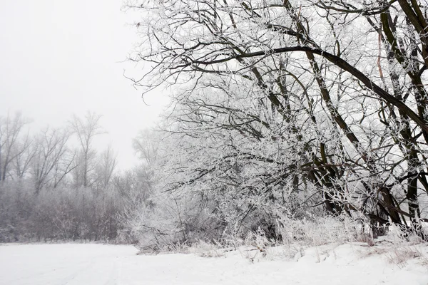 Winter landscape of frosted tree on a foggy morning. — Stock Photo, Image