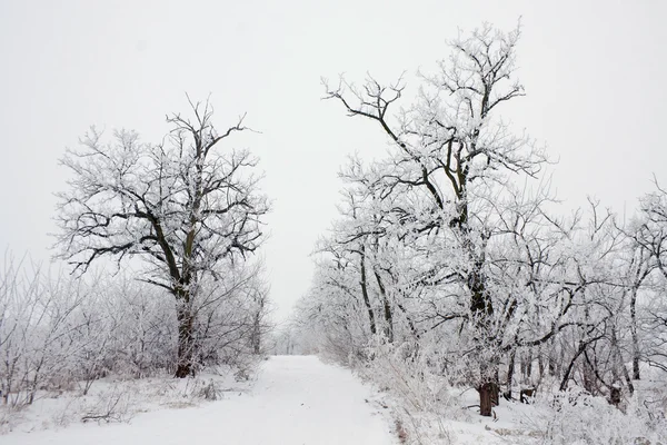 Winterlandschap van berijpte boom op een mistige ochtend. — Stockfoto