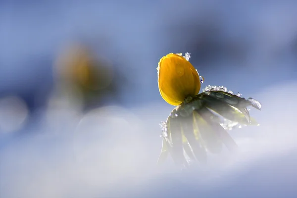 Gele bloem in sneeuw (eranthis hyemalis). — Stockfoto