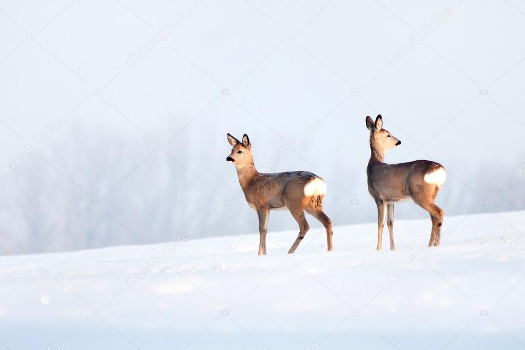 Roe deer group in winter in a sunny day.