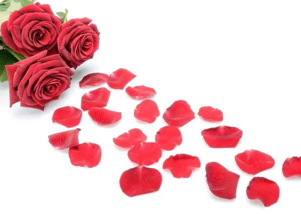 arka plan kırmızı gül ve dağınık çiçek yaprakları üzerinde beyaz bir natürmort