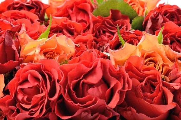 Όμορφα λουλούδια κόκκινα και πορτοκαλιά τριαντάφυλλα — Φωτογραφία Αρχείου