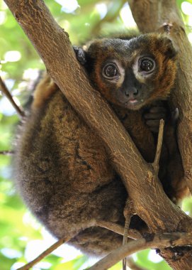kahverengi fare lemur (microcebus rufus)