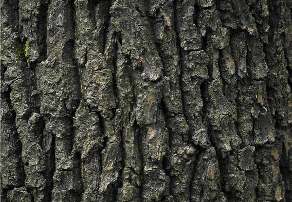 Bark of an oak — Stock Photo, Image