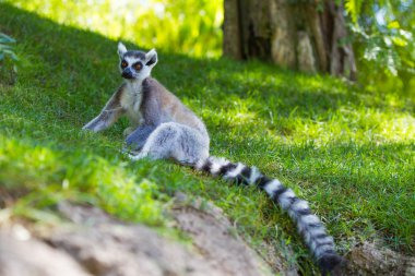 kahverengi fare lemur (microcebus rufus)