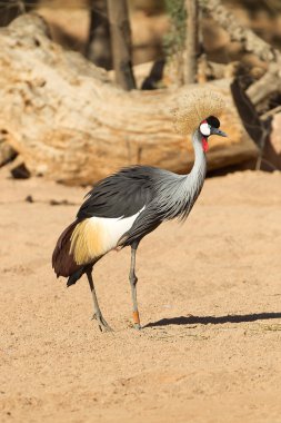 Kara tepeli vinç - balearica pavonina