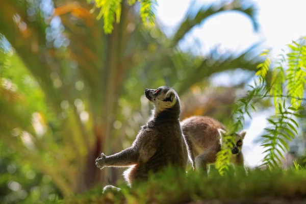 Kahverengi fare lemur (microcebus rufus) — Stok fotoğraf