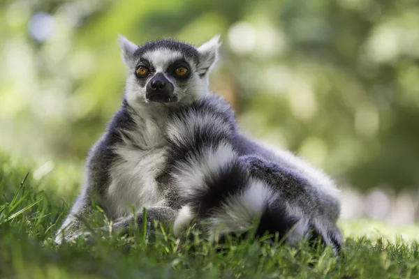 Brun mus Lemur (Microcebus rufus ) – stockfoto