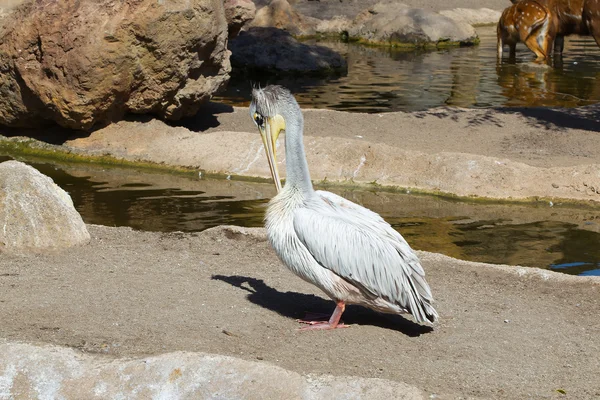 Pink pelicans — Stock Photo, Image