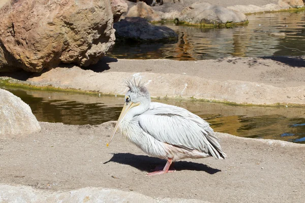 Roze pelikanen — Stockfoto