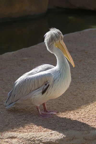 Pink pelicans — Stock Photo, Image