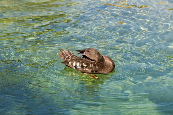 Ente im Zoo — Stockfoto