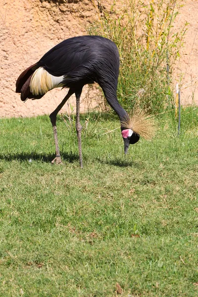 黑冠鹤-国鸟 pavonina — 图库照片
