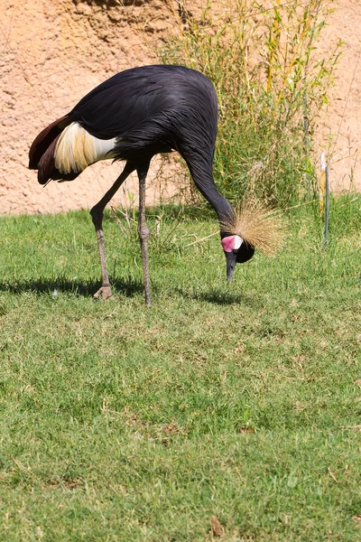 Guindaste de coroa preta - Balearica pavonina — Fotografia de Stock