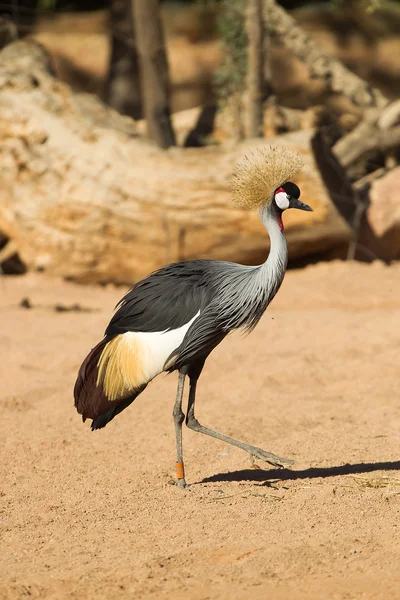 Gru a corona nera - Balearica pavonina — Foto Stock