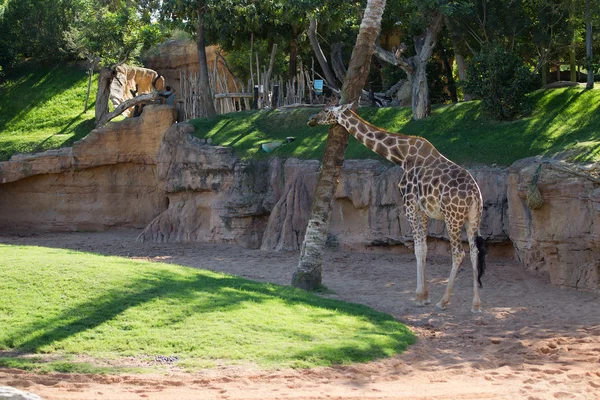 Zürafa ailesi — Stok fotoğraf