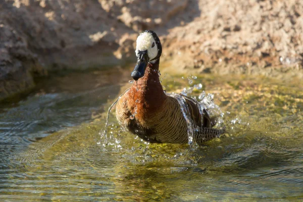 Pato assobiador de cara branca (dendrocygna viduata ) — Fotografia de Stock