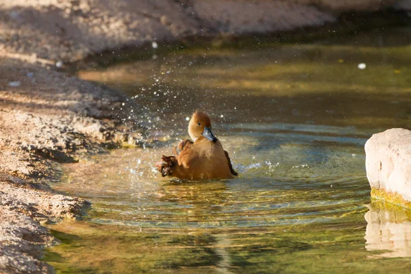 Dendrocygna 双色，黄褐色吹口哨鸭 — 图库照片