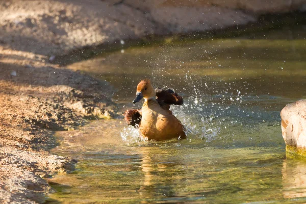 Dendrocygna bicolore, Fulvous Whistling Duck — Photo