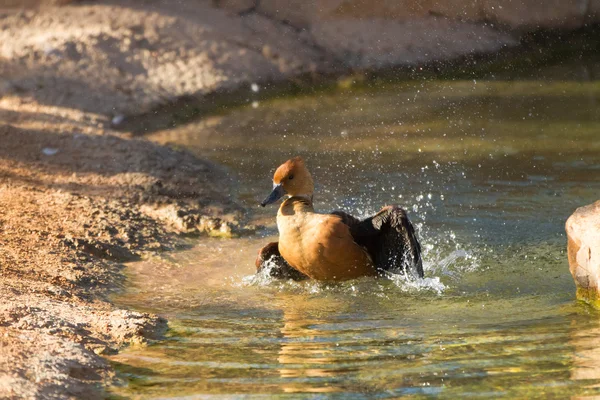 Dendrocygna bicolore, Fulvous Whistling Duck — Photo