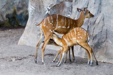 Bongo antelope, Tragelaphus clipart