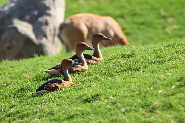 Ente — Stockfoto