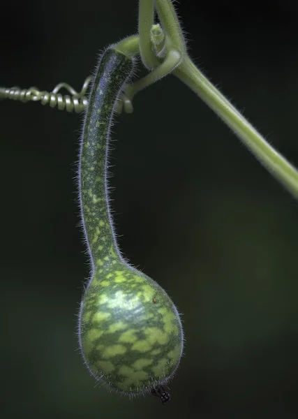 Flaschenkürbis (lagenaria siceraria)) — Stockfoto