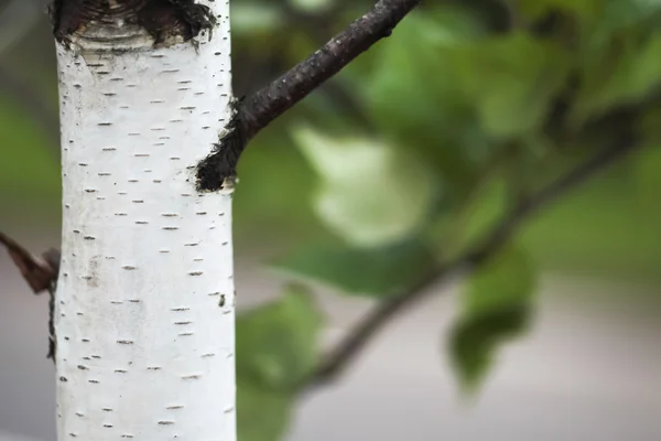 Bark of a birch — Stock Photo, Image