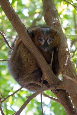 kahverengi fare lemur (microcebus rufus)