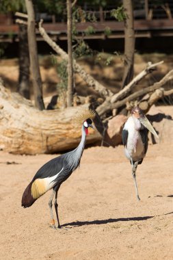 Kara tepeli vinç - balearica pavonina