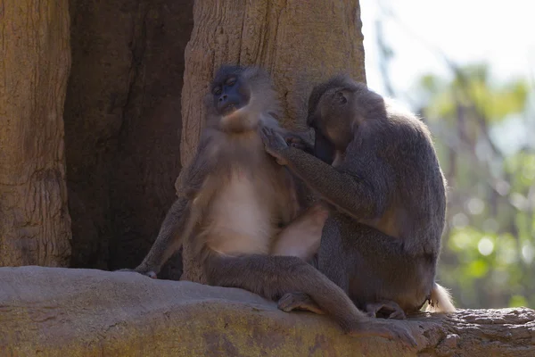 Macaco (Mandrillus leucophaeus ) — Fotografia de Stock