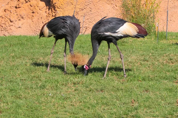 Grulla de corona negra - Balearica pavonina — Foto de Stock