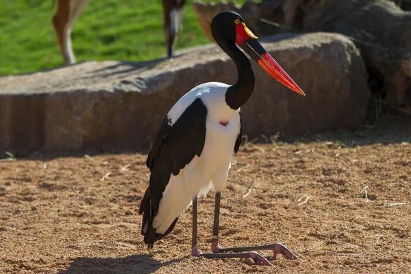 Ephippiorhynchus senegalensis — Foto Stock