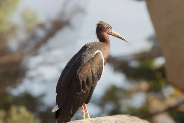 Čáp černý (Ciconia nigra) — Stock fotografie