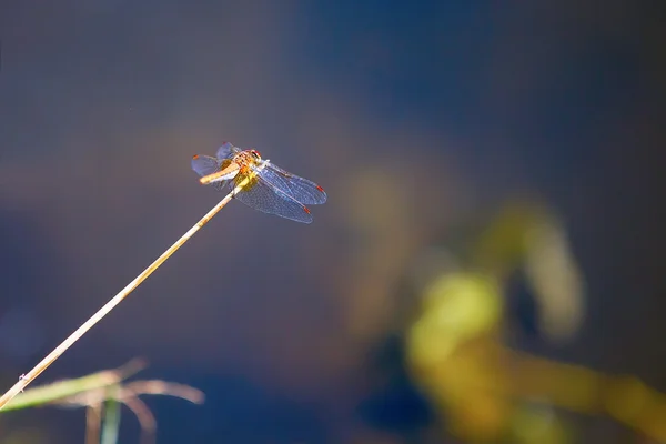 Dragonfly op een achtergrond van water — Stockfoto