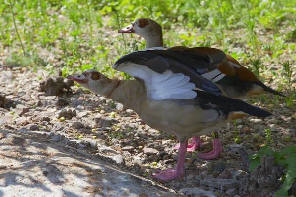 Natatorial — Stok fotoğraf