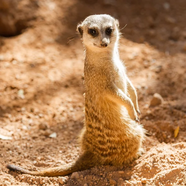 Vilda meerkats — Stockfoto