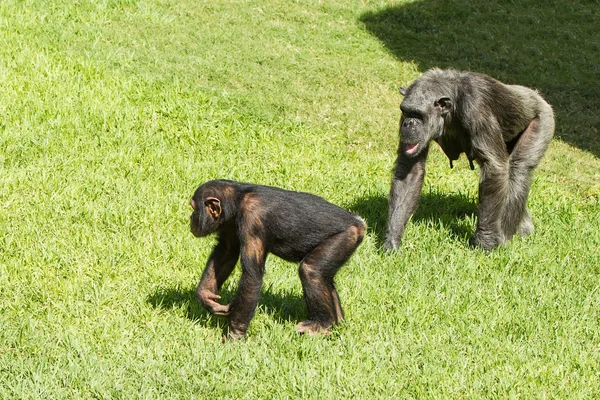 Pan troglodytes — Zdjęcie stockowe